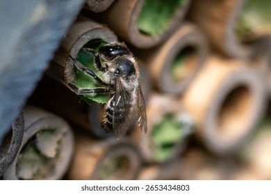 Patchwork leaf cutter bee, Megachile centuncularis, flying into nest with part of a honeysuckle leaf