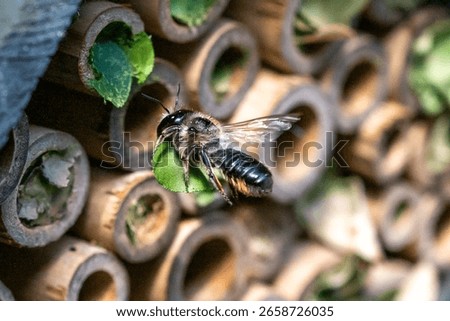 Patchwork leaf cutter bee, Megachile centuncularis, flying into nest with part of a honeysuckle leaf