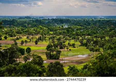 Patchwork rice paddies with scattered sugar palm trees stretch across a lush rural landscape in the Cambodian countryside near Siem Reap