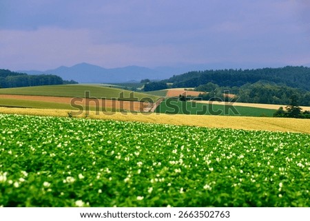 Patchwork Road (Biei Town, Kamikawa District, Hokkaido)
