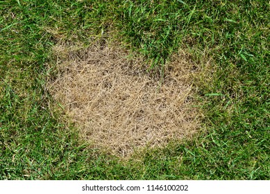 Patchy And Burnt And Crab Grass