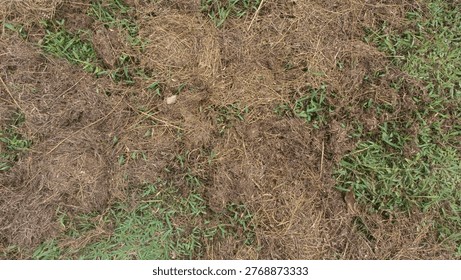 Patchy grass with dead and dry blades mixed with green growth