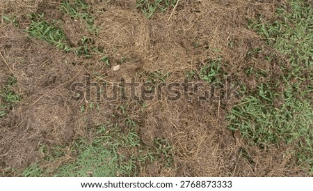 Patchy grass with dead and dry blades mixed with green growth