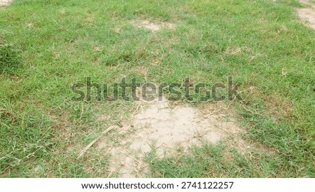 Patchy grass with dry bare spots visible.