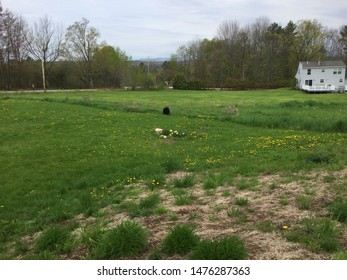 Patchy Grass Lawn From New Growth In Spring Or Pest Grub Mole Damage In Yard.  Home House Garage Or Barn In Background