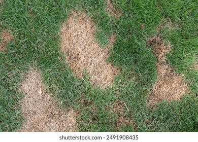Patchy Lawn with Brown Spots