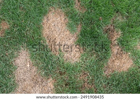 Patchy Lawn with Brown Spots