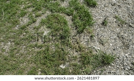 Patchy lawn with grass and rocky soil texture.