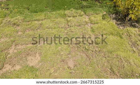 A patchy lawn with sections of green grass and bare, muddy soil. The grass appears to be laid in rectangular patches, indicating recent installation or repair work.