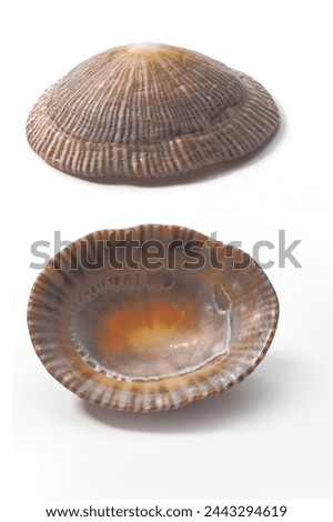 Patellid limpet (gastropod mollusc), views of isolated shells against white background