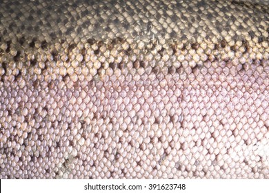 Paterned Raibow Trout Skin