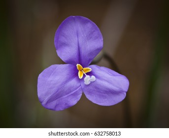 Patersonia sericea, commonly known as the purple flag, native iris, silky purple flag or native flag is a species of plant in the iris family Iridaceae which is endemic to eastern Australia.
