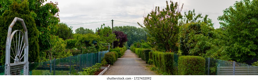 Path In A Allotment Garden, Hedges Left And Right On The Path, No People