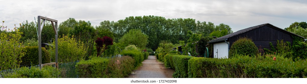 Path In A Allotment Garden, Hedges Left And Right On The Path, No People