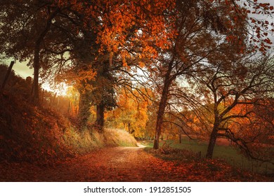 Path along the beautiful forest in the French countryside - Powered by Shutterstock