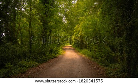 Path along the green and dark forest