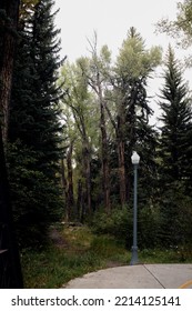 Path Along Rio Grande Trail Through A Forest In Downtown Aspen, Colorado