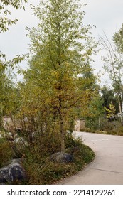 Path Along Rio Grande Trail Through A Park In Downtown Aspen, Colorado