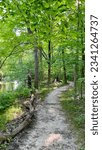 Path along the river through the forest in one of the many beautiful cook county forest preserves