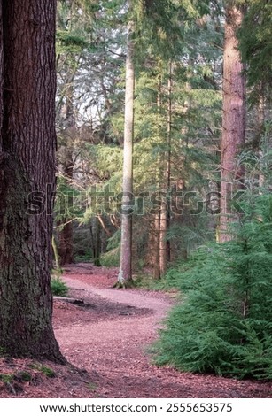 Path along the Tall Trees walking trail through Blackwater Arboretum, at Rhinefield Ornamental Drive in the New Forest, Hampshire, near the village of Brockenhurst. 