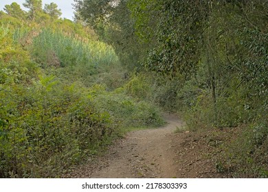 Path Along Trees And Shrubs In Serra De Collserola Mountains Near Barcelona