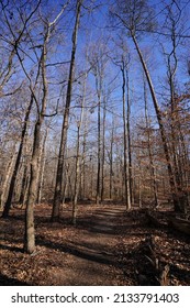 Path Among Pine Trees During Sunny Winter Afternoon (Prince George County, Greenbelt National Park, Maryland, USA).