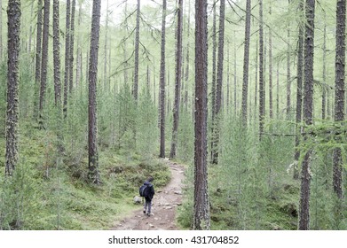 path among the trees