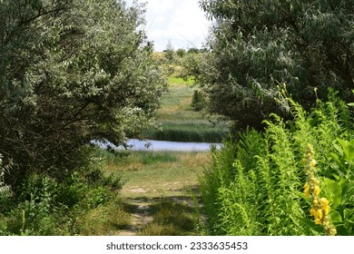 a path among the trees to the mountains