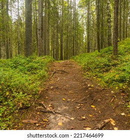 A Path Among The Wild Forest. The North Of Russia Arkhangelsk Region Pinezhsky District.