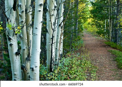 A Path In The Aspen Forest