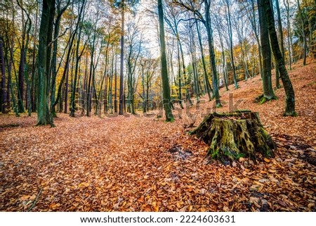 path in autumn beech and oak forest ground covered with fallen leaves and stump in the foreground