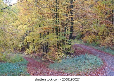 Path in the autumn forest 