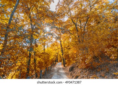 path in autumn forest 
