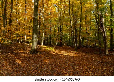 Path in the autumn forest. Fallen leaves on the ground.