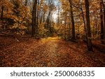 Path in the autumn forest. Autumn forest path. Forest path in autumn. Autumn forest scene