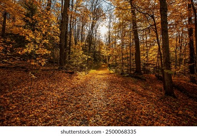 Path in the autumn forest. Autumn forest path. Forest path in autumn. Autumn forest scene - Powered by Shutterstock