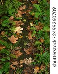 path in the autumn woods. A path covered with autumn leaves with ferns on the sides. 