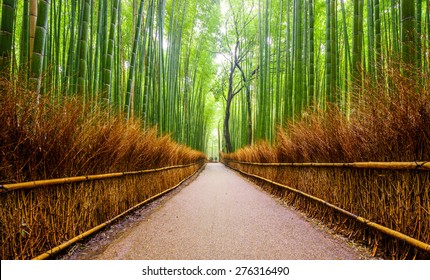 Path To Bamboo Forest, Arashiyama, Kyoto, Japan