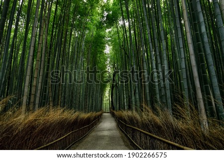 Path in Bamboo forest, Arashiyama, Kyoto, Japan
