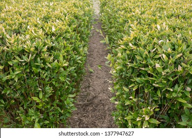 A path of bamboo grasses