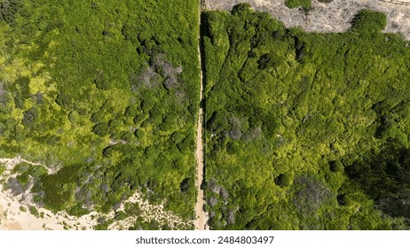 Path to the beach through a forest 
