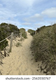 Path to beach through beach grass over sand dune