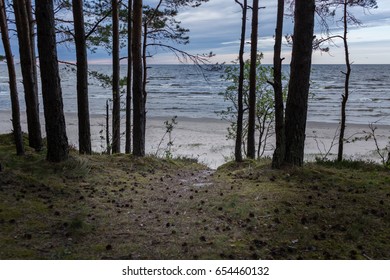 A path to a beach through pine forest