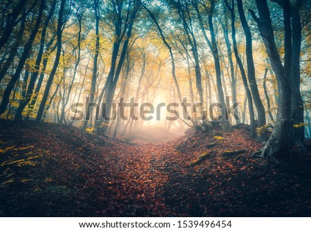 Path in beautiful forest in fog at sunrise in autumn. Colorful landscape with enchanted trees with orange and red leaves. Scenery with trail in dreamy foggy forest. Fall colors in october. Nature