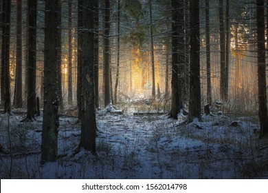 path in the beautiful spruce winter forest and sunlight through trees - Powered by Shutterstock