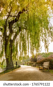 The Path With The Bench Near The Big  Green Willow Tree In England Park