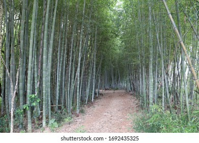 Path Between A Bamboo Plantation. Bambusoideae.