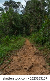 path between dense forest. road between forest see