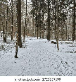 a path between the firtrees