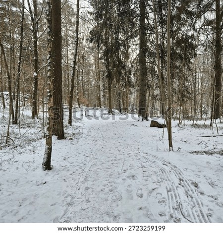 a path between the firtrees